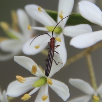 Syllitus microps (Longicorn or Longhorn beetle) at Mongarlowe River - 16 Mar 2021 by LisaH