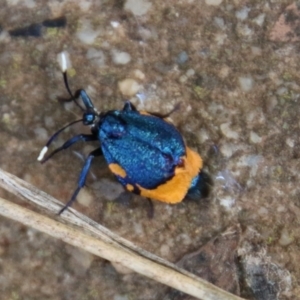 Cebysa leucotelus at Hughes, ACT - 25 Mar 2021