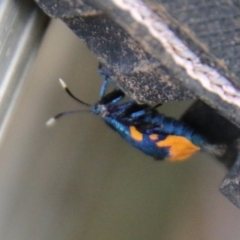 Cebysa leucotelus at Hughes, ACT - 25 Mar 2021