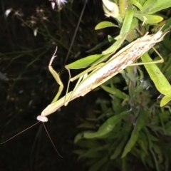 Tenodera australasiae (Purple-winged mantid) at Gordon, ACT - 28 Mar 2021 by michaelb