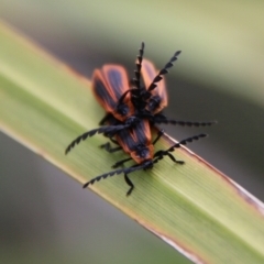 Trichalus sp. (genus) (Net-winged beetle) at Mongarlowe River - 25 Mar 2021 by LisaH