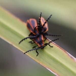 Trichalus sp. (genus) at Mongarlowe, NSW - 25 Mar 2021