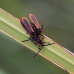 Trichalus sp. (genus) at Mongarlowe, NSW - 25 Mar 2021