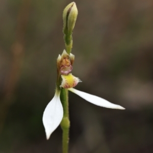 Eriochilus cucullatus at Downer, ACT - suppressed