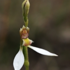 Eriochilus cucullatus at Downer, ACT - suppressed