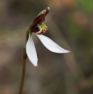 Eriochilus cucullatus at Downer, ACT - suppressed