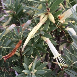 Styphelia triflora at Majura, ACT - 28 Mar 2021