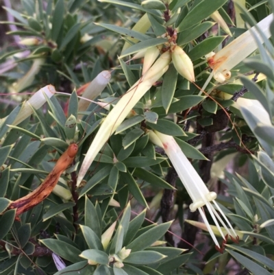 Styphelia triflora (Five-corners) at Majura, ACT - 28 Mar 2021 by JaneR