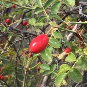 Rosa rubiginosa at Majura, ACT - 27 Mar 2021 03:59 PM