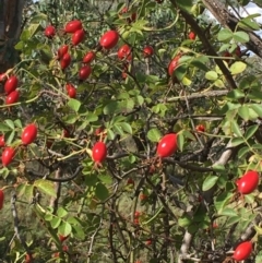 Rosa rubiginosa at Majura, ACT - 27 Mar 2021 03:59 PM