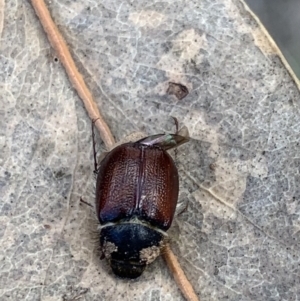 Liparetrus sp. (genus) at Murrumbateman, NSW - 27 Mar 2021