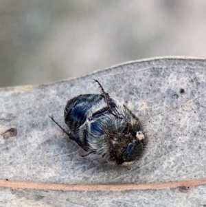 Liparetrus sp. (genus) at Murrumbateman, NSW - 27 Mar 2021