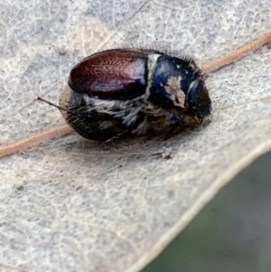 Liparetrus sp. (genus) at Murrumbateman, NSW - 27 Mar 2021