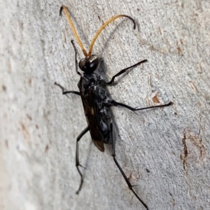 Fabriogenia sp. (genus) at Murrumbateman, NSW - 27 Mar 2021 04:48 PM