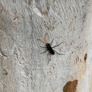 Fabriogenia sp. (genus) at Murrumbateman, NSW - 27 Mar 2021 04:48 PM