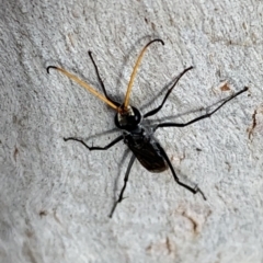 Fabriogenia sp. (genus) at Murrumbateman, NSW - 27 Mar 2021 04:48 PM