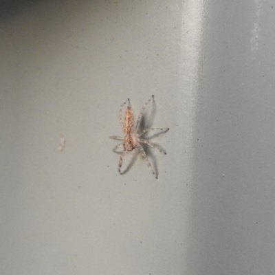 Helpis minitabunda (Threatening jumping spider) at Macarthur, ACT - 28 Mar 2021 by Liam.m