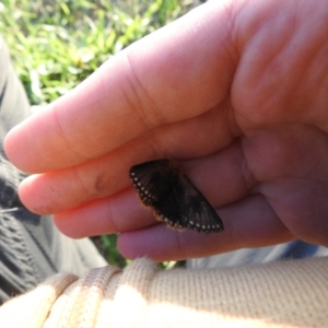 Epicoma (genus) at Macarthur, ACT - 8 Jan 2021