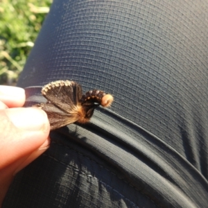 Epicoma (genus) at Macarthur, ACT - 8 Jan 2021