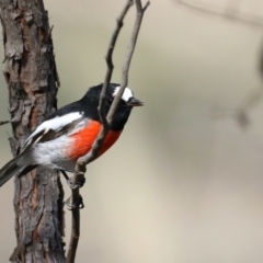 Petroica boodang (Scarlet Robin) at Jacka, ACT - 28 Mar 2021 by jb2602