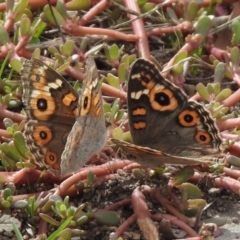 Junonia villida (Meadow Argus) at Hume, ACT - 28 Mar 2021 by RodDeb