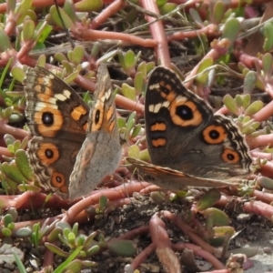 Junonia villida at Hume, ACT - 28 Mar 2021