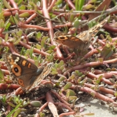 Junonia villida at Hume, ACT - 28 Mar 2021 03:40 PM
