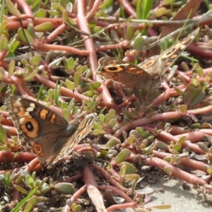 Junonia villida at Hume, ACT - 28 Mar 2021 03:40 PM
