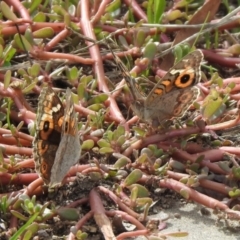 Junonia villida at Hume, ACT - 28 Mar 2021 03:40 PM