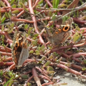 Junonia villida at Hume, ACT - 28 Mar 2021 03:40 PM