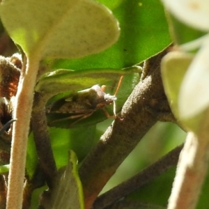 Oechalia schellenbergii at Hume, ACT - 28 Mar 2021