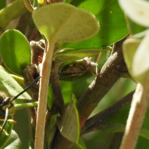 Oechalia schellenbergii at Hume, ACT - 28 Mar 2021