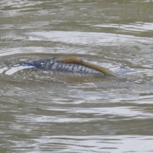 Cyprinus carpio at Hume, ACT - 28 Mar 2021 03:21 PM