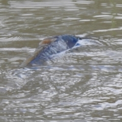 Cyprinus carpio at Hume, ACT - 28 Mar 2021 03:21 PM