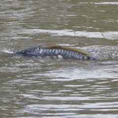 Cyprinus carpio at Hume, ACT - 28 Mar 2021 03:21 PM