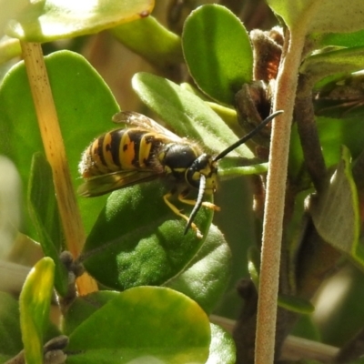 Vespula germanica (European wasp) at Hume, ACT - 28 Mar 2021 by RodDeb