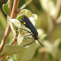 Laeviscolia frontalis at Hume, ACT - 28 Mar 2021 03:54 PM