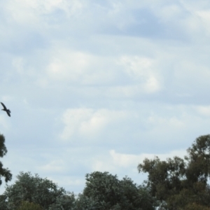 Microcarbo melanoleucos at Hume, ACT - 28 Mar 2021