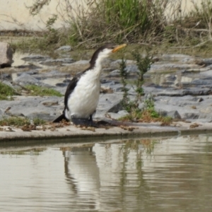 Microcarbo melanoleucos at Hume, ACT - 28 Mar 2021