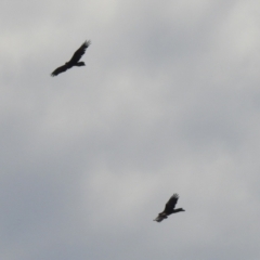 Aquila audax (Wedge-tailed Eagle) at Hume, ACT - 28 Mar 2021 by RodDeb