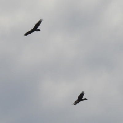 Aquila audax (Wedge-tailed Eagle) at Hume, ACT - 28 Mar 2021 by RodDeb