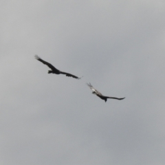 Aquila audax at Hume, ACT - 28 Mar 2021 03:34 PM