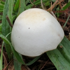 zz agaric (stem; gills white/cream) at Cook, ACT - 24 Mar 2021 by drakes