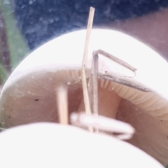 zz agaric (stem; gills white/cream) at Cook, ACT - 24 Mar 2021 09:58 AM