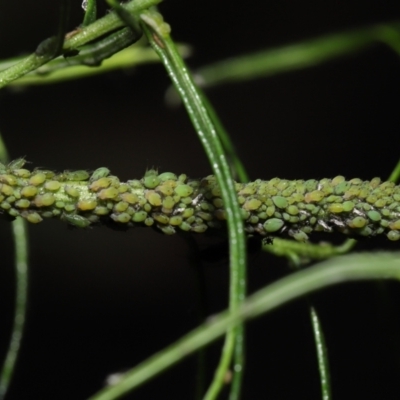 Aphididae (family) (Unidentified aphid) at Downer, ACT - 26 Mar 2021 by TimL