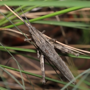 Coryphistes ruricola at Acton, ACT - 26 Mar 2021