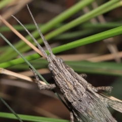 Coryphistes ruricola at Acton, ACT - 26 Mar 2021