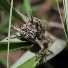 Coryphistes ruricola at Acton, ACT - 26 Mar 2021