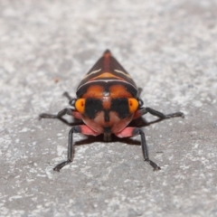 Eurymeloides pulchra (Gumtree hopper) at ANBG - 28 Mar 2021 by TimL