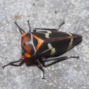 Eurymeloides pulchra at Downer, ACT - 28 Mar 2021